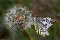 265 - BUTTERFLY ON SEED HEAD - SINCLAIR ALISTAIR - scotland <div